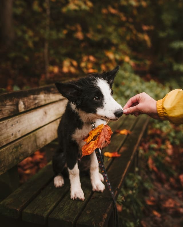 dog holding a fall leaf