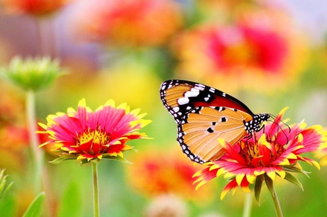 butterfly on a flower