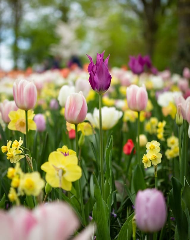 wild flowers 