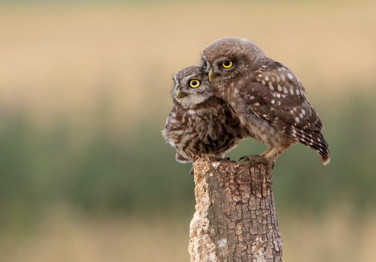 Parent and baby owl sitting on a stump
