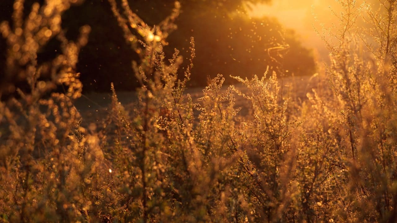 Pollen and plants outside.