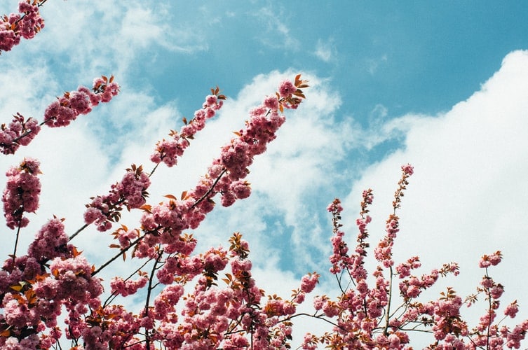 Pink tree flowers.