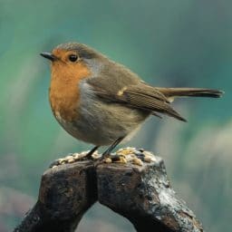 Robin bird sits on a piece of wood outside.