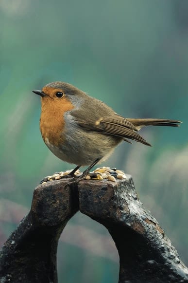 Robin bird sits on a piece of wood outside.