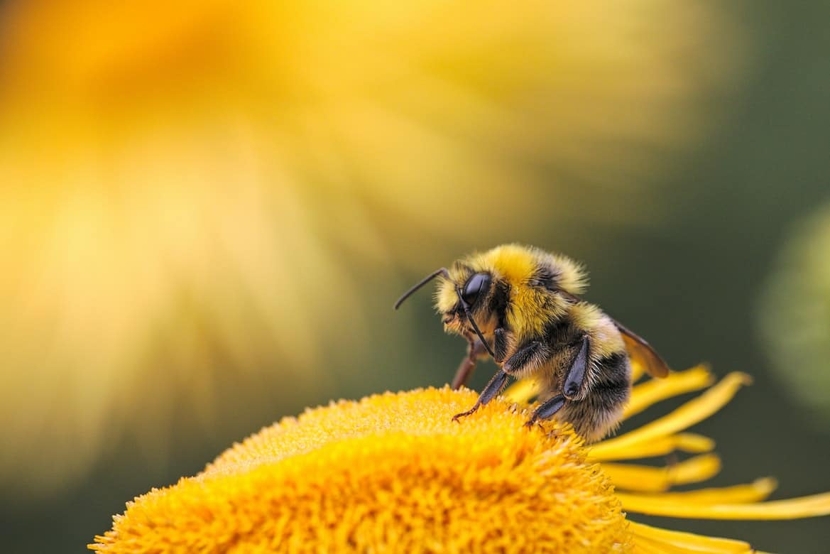 A bee on top of a yellow flower.