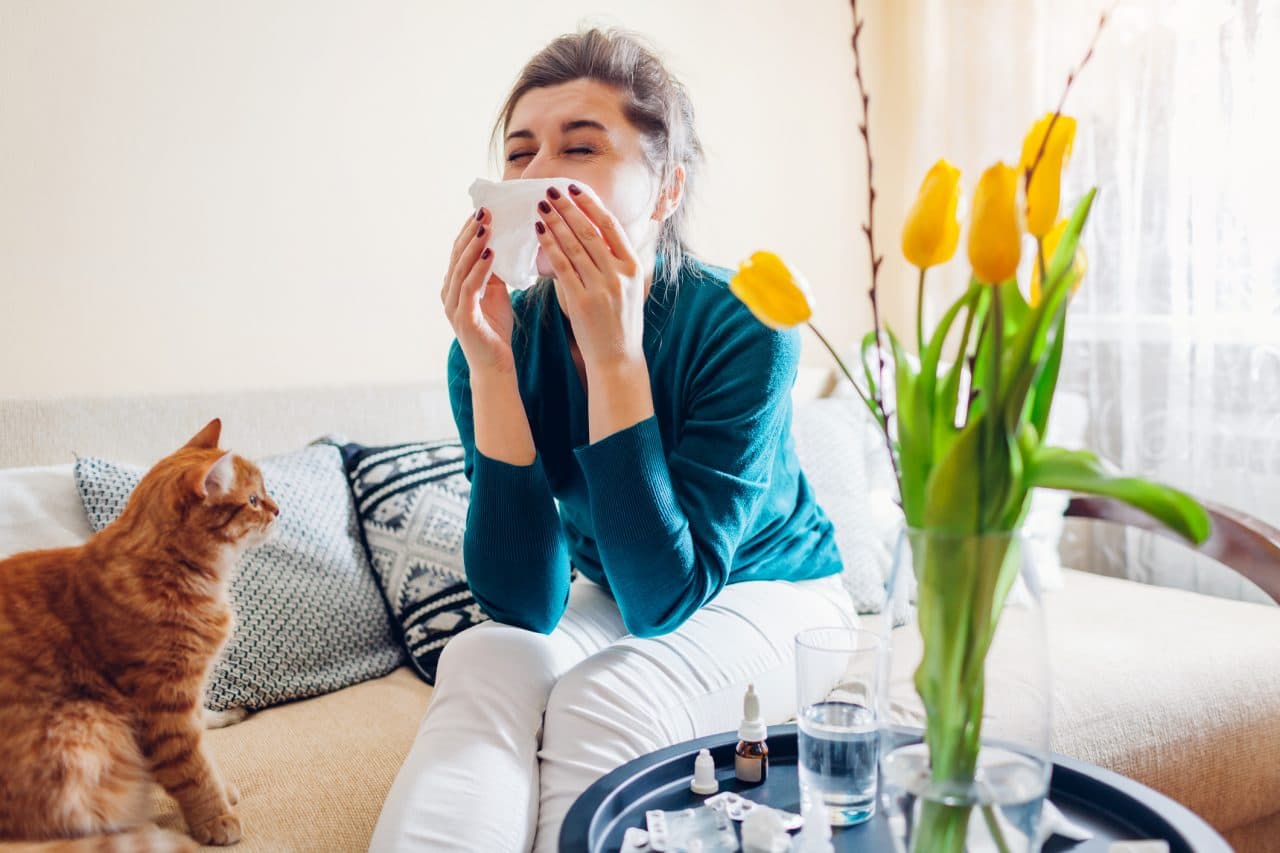 Spring allergy. Woman sneezing because of tulips flowers surrounded with pills and nasal drops sitting on sofa with cat at home. Seasonal allergy.