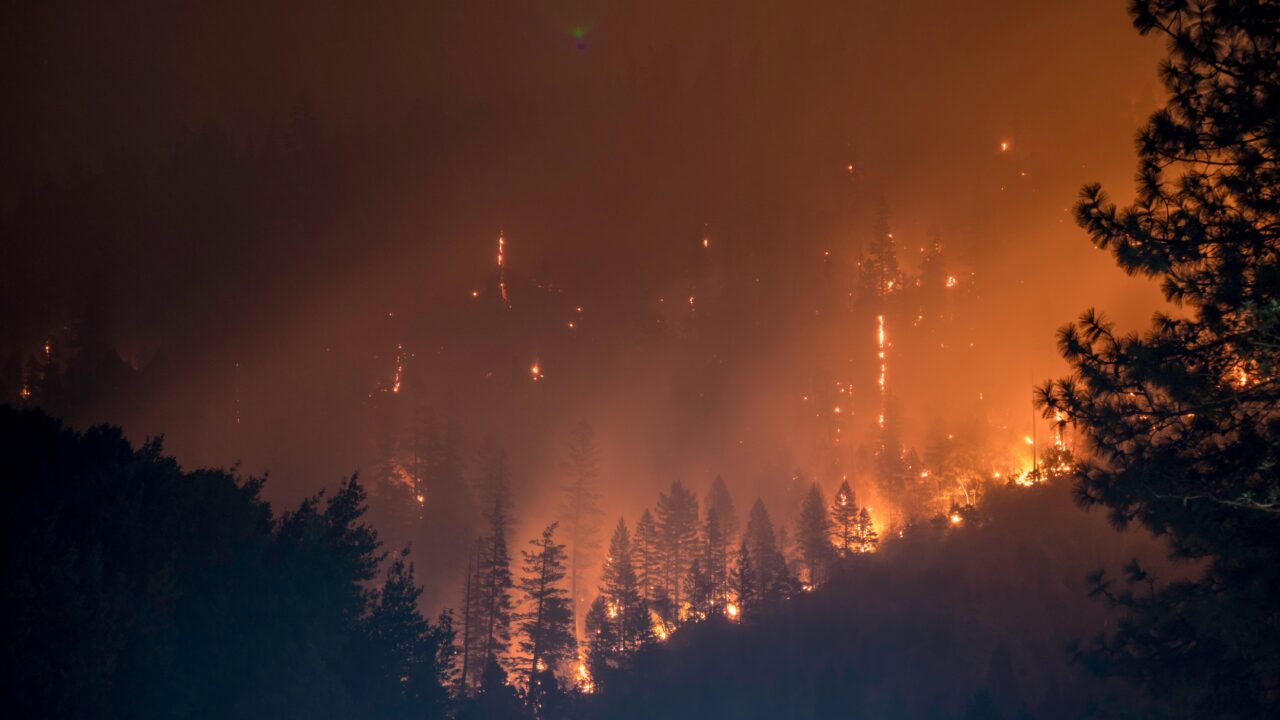 Forest fire raging at night.