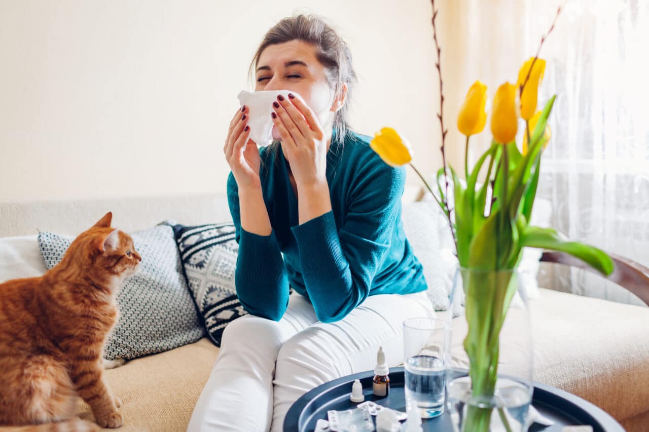 Spring allergy. Woman sneezing because of tulips flowers surrounded with pills and nasal drops sitting on sofa with cat at home. Seasonal allergy. 