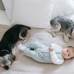 Baby resting in a bed with two small dogs.