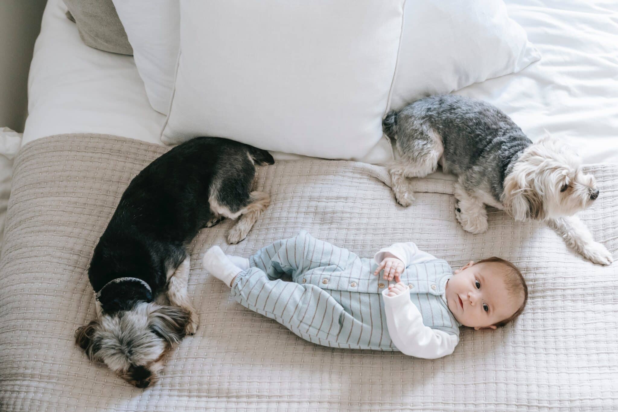 Baby resting in a bed with two small dogs.